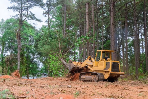 Forest Thinning in New Braunfels