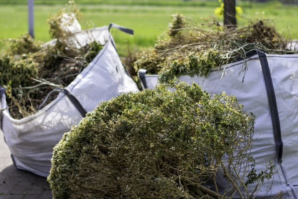Bushes Clearing in New Braunfels