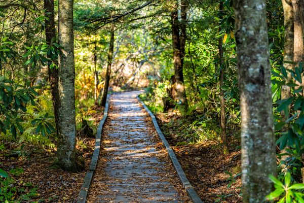 Trail Clearing in New Braunfels